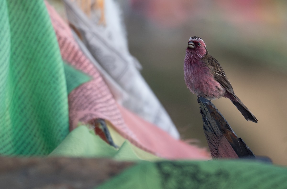 Chinese White-browed Rosefinch - ML644192353