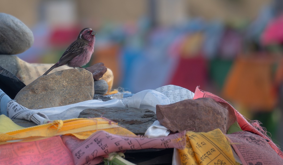 Chinese White-browed Rosefinch - ML644192354