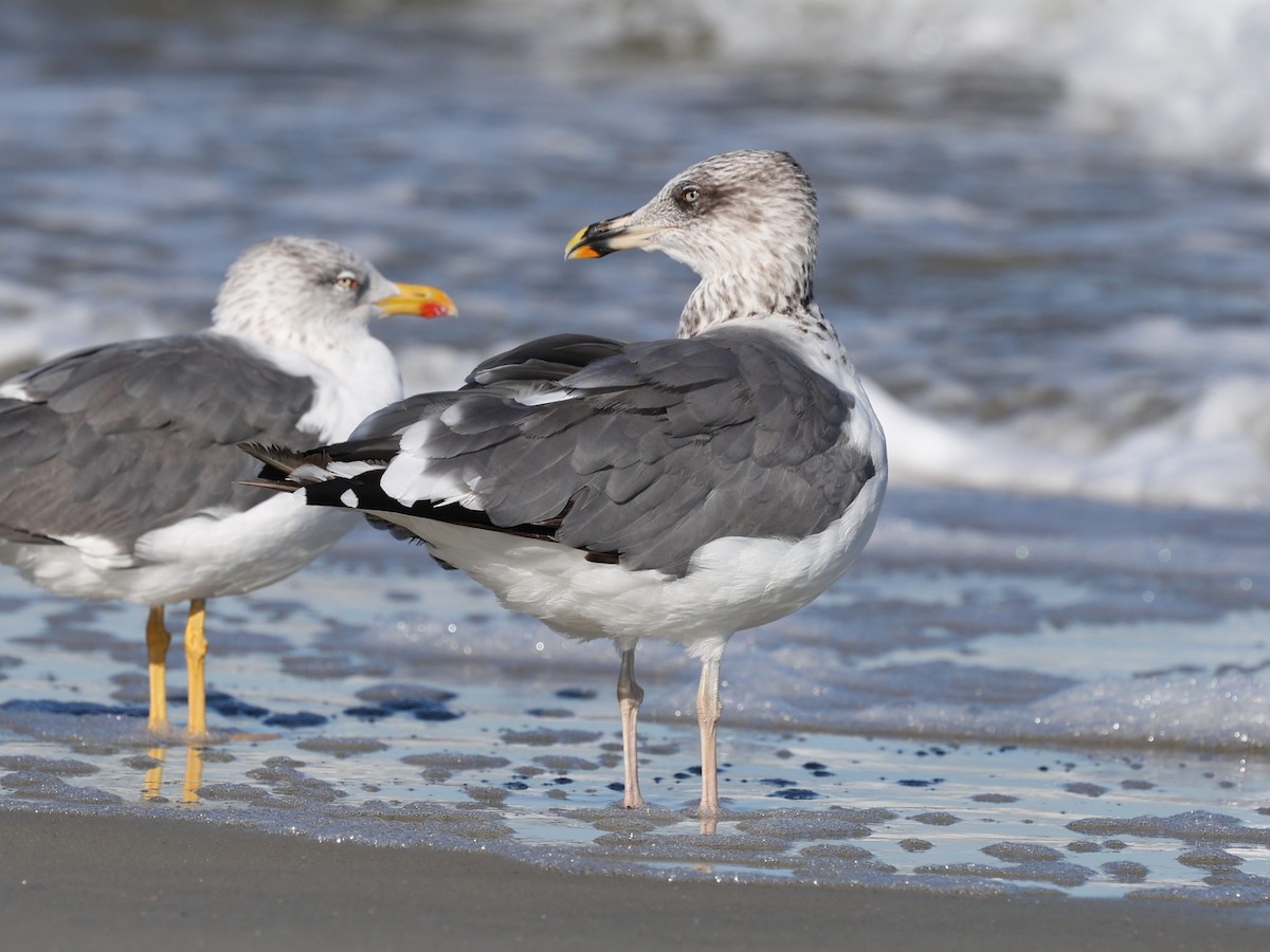 Lesser Black-backed Gull - ML644192356