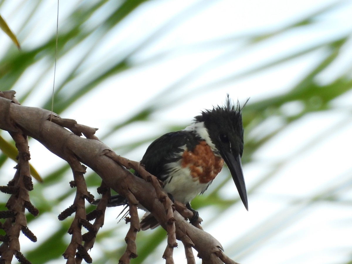 Amazon Kingfisher - ML644192357