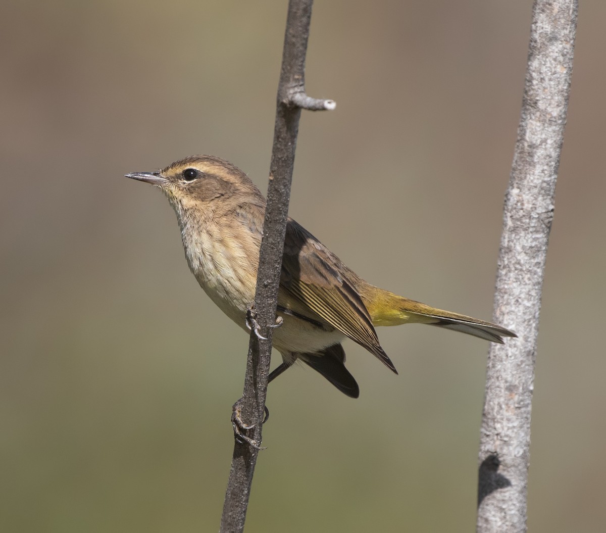 Palm Warbler - ML644192358