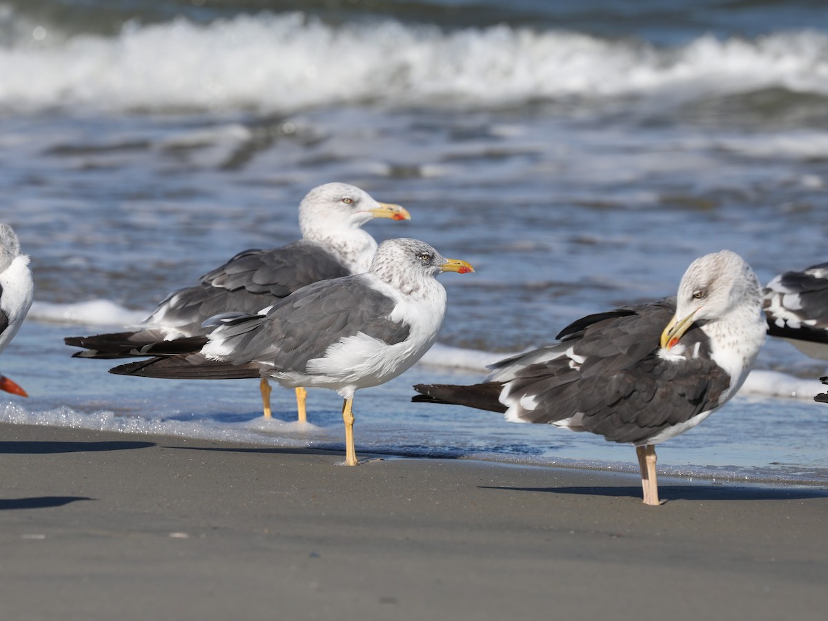 Lesser Black-backed Gull - ML644192368