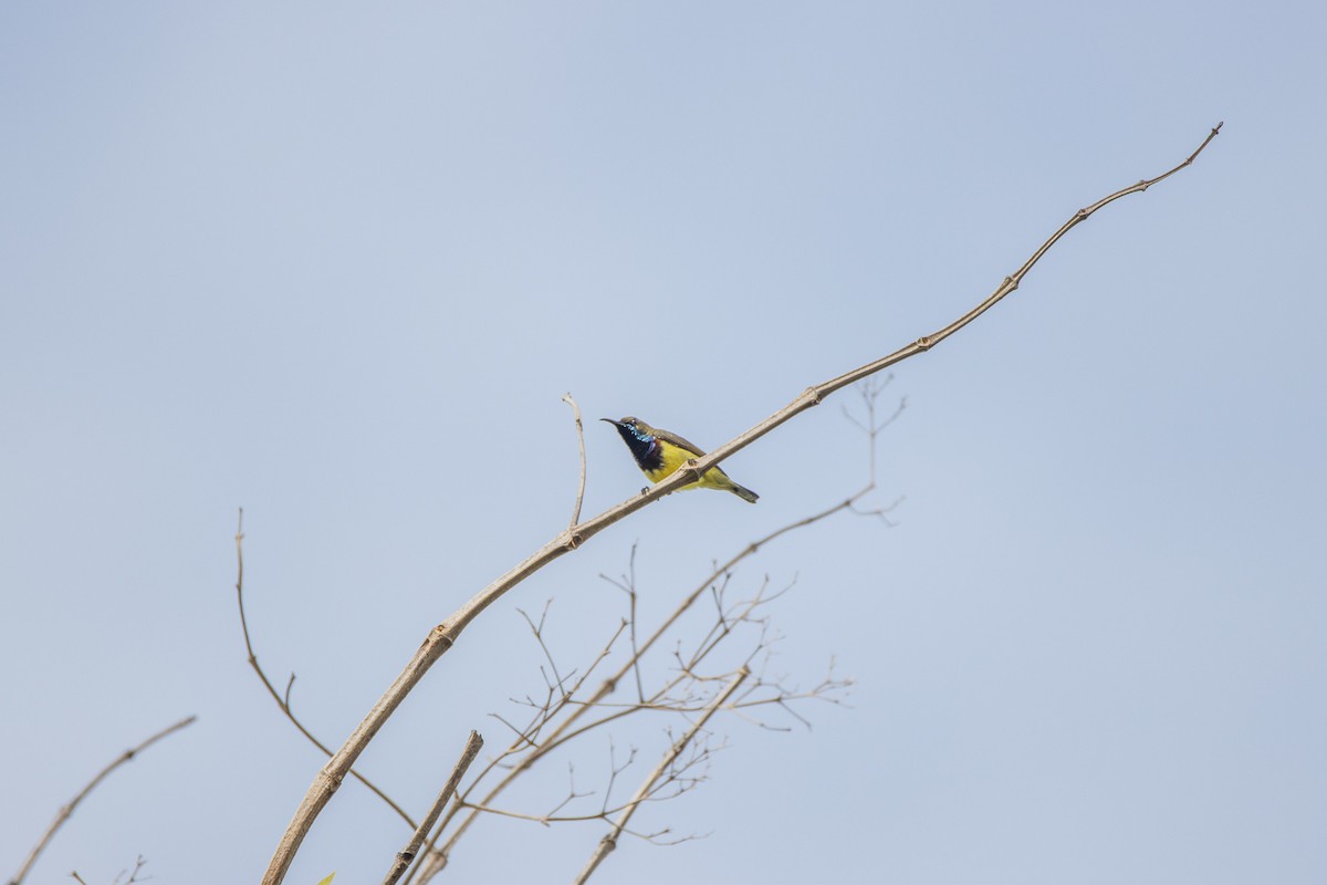 strdimil zdobený - ML644192369