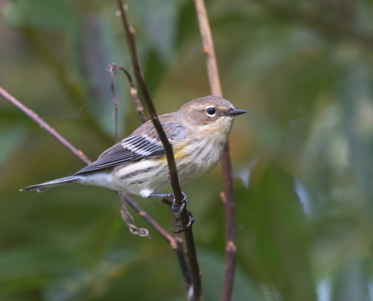 Yellow-rumped Warbler - ML644192370
