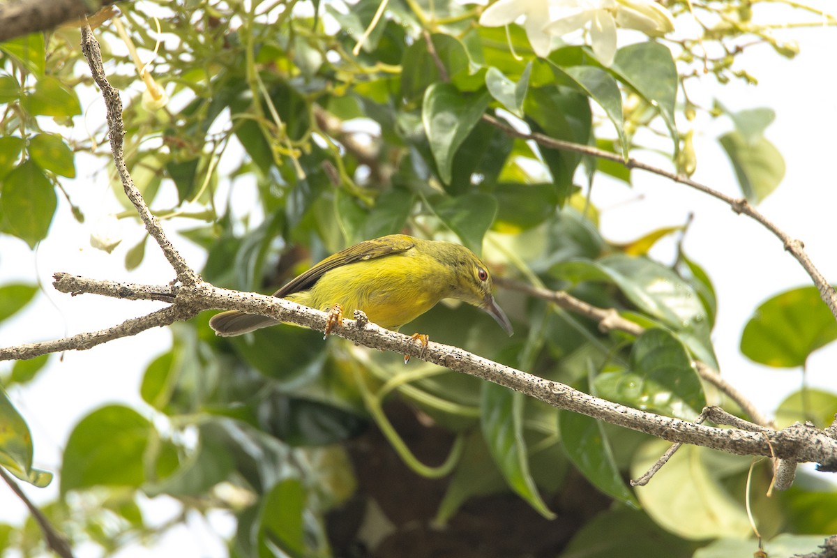 strdimil hnědolící - ML644192371