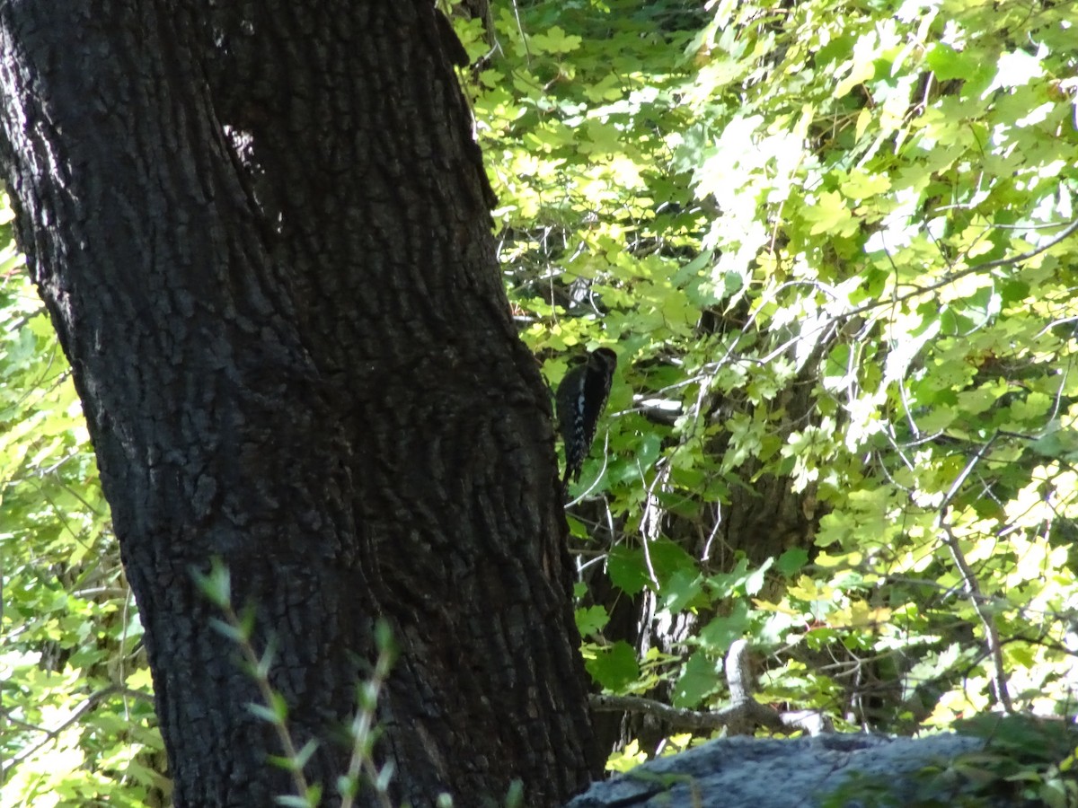 Red-naped Sapsucker - ML644192372