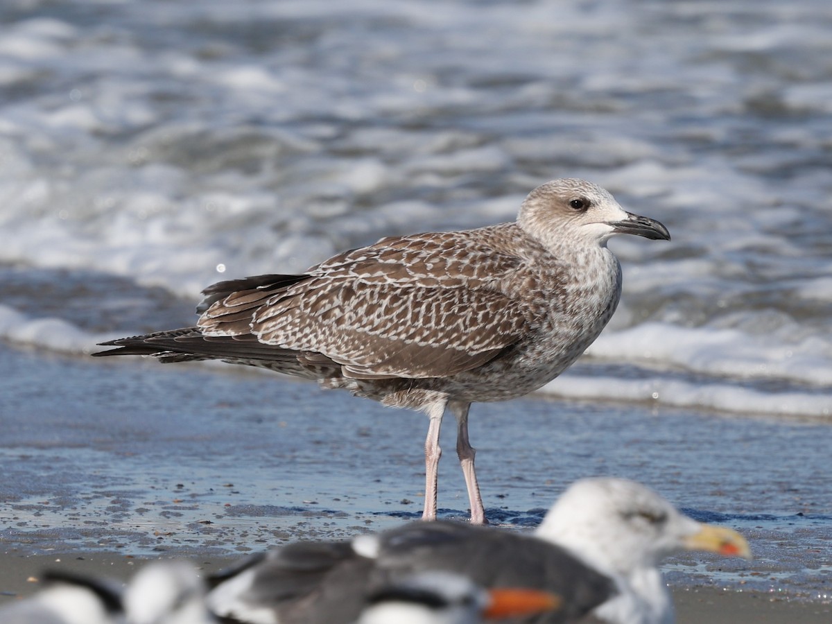 Lesser Black-backed Gull - ML644192373