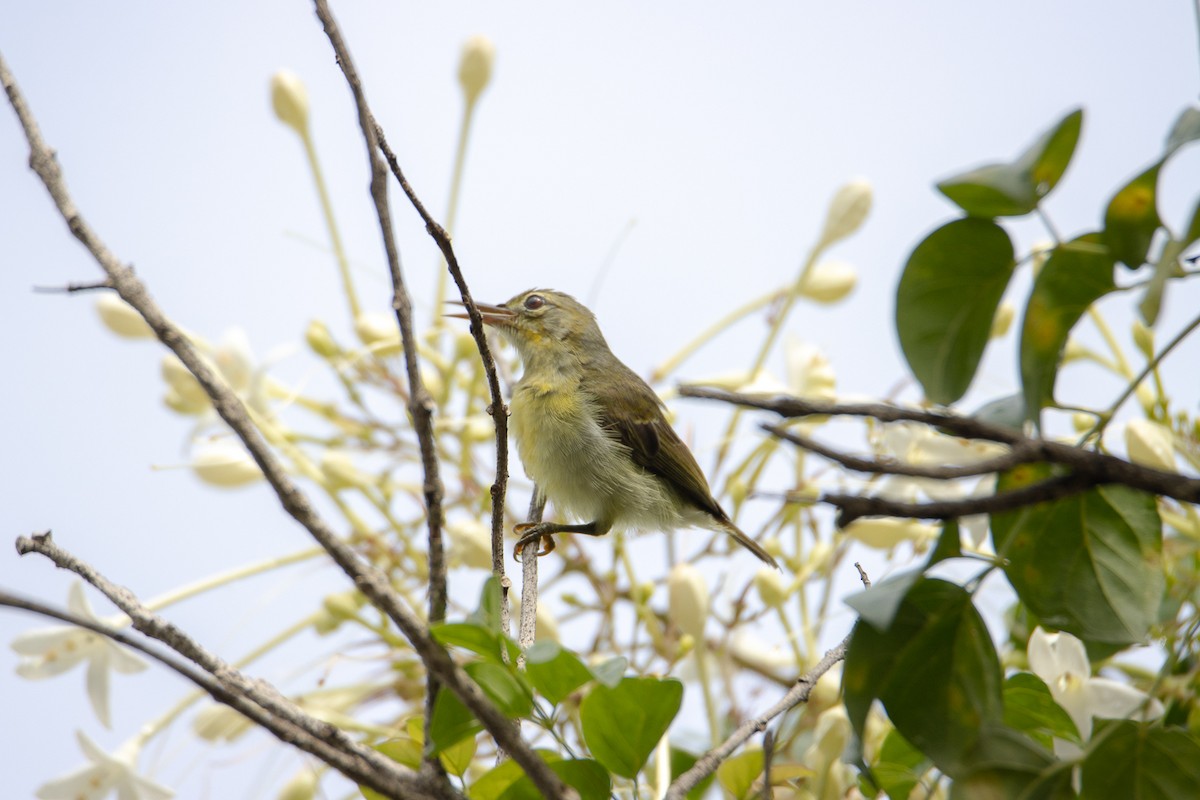 strdimil hnědolící - ML644192387