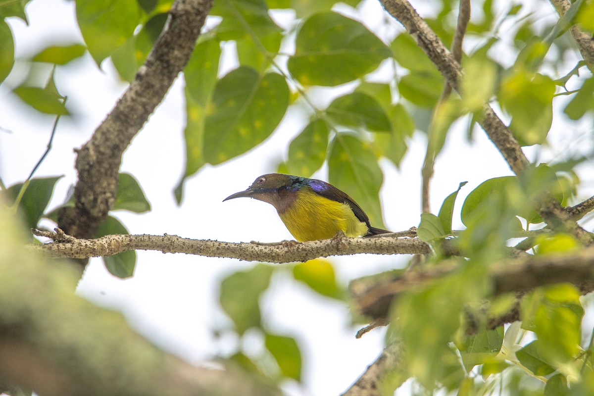 strdimil hnědolící - ML644192389