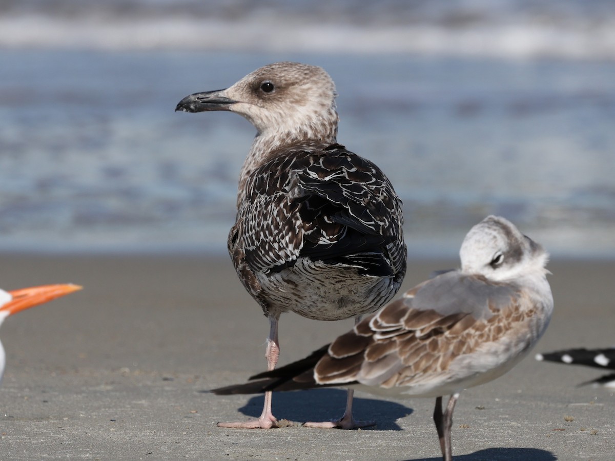 Lesser Black-backed Gull - ML644192392