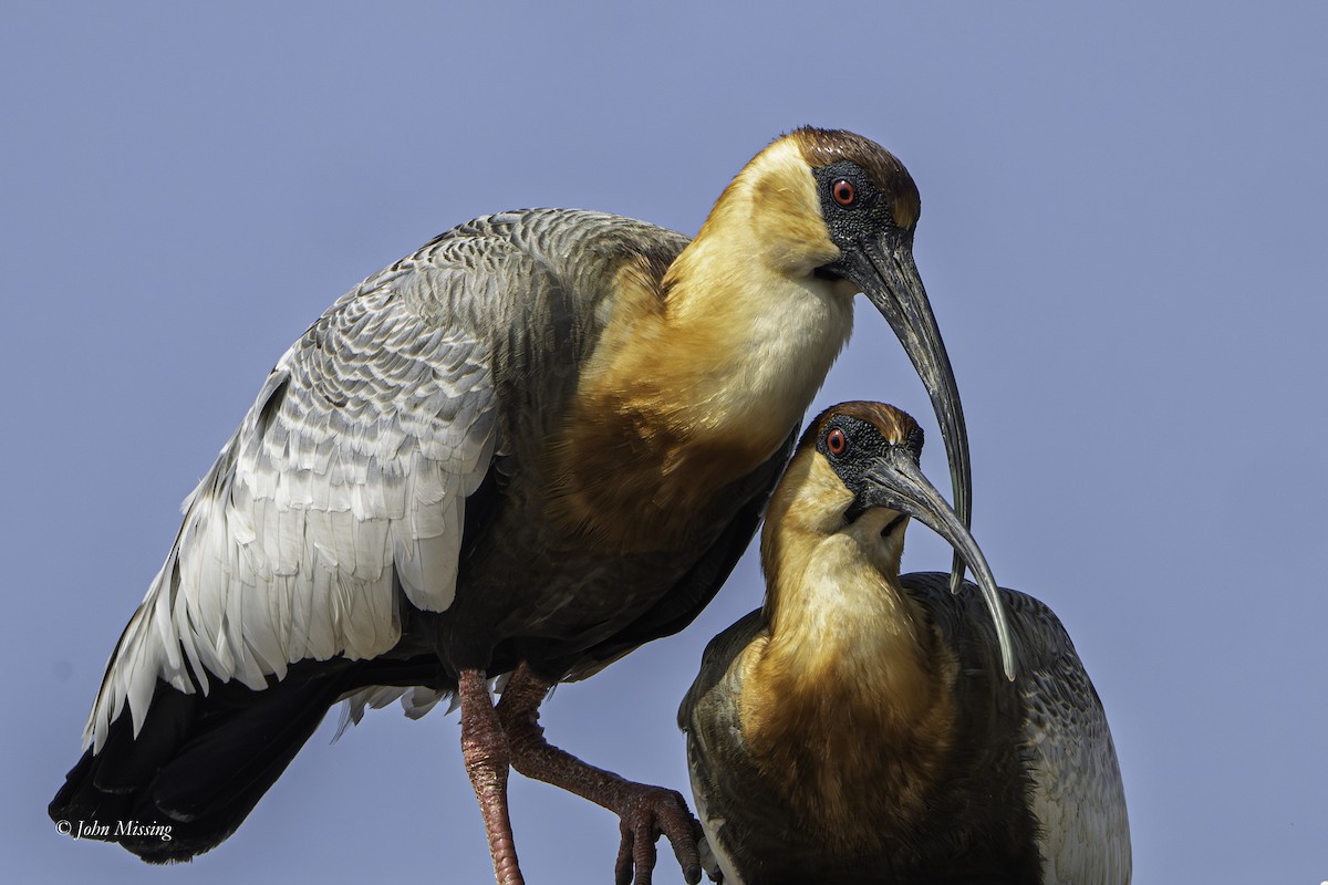 Buff-necked Ibis - ML644192393