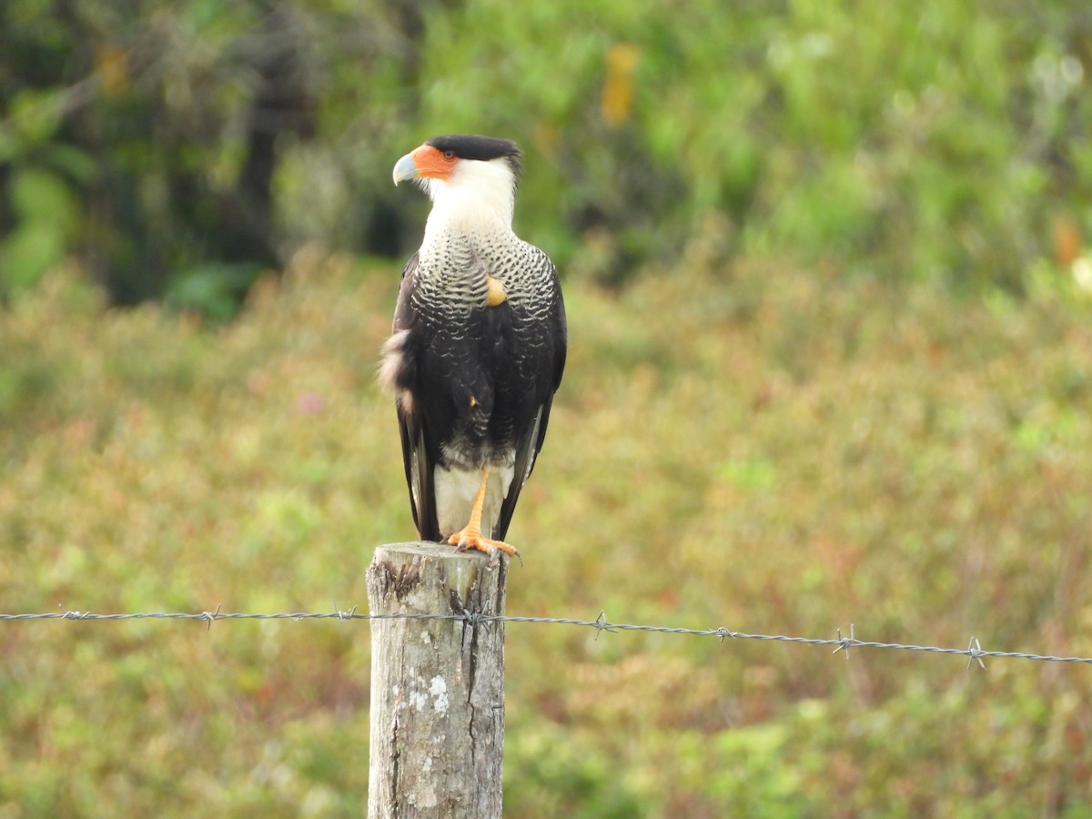 Crested Caracara - ML644192394