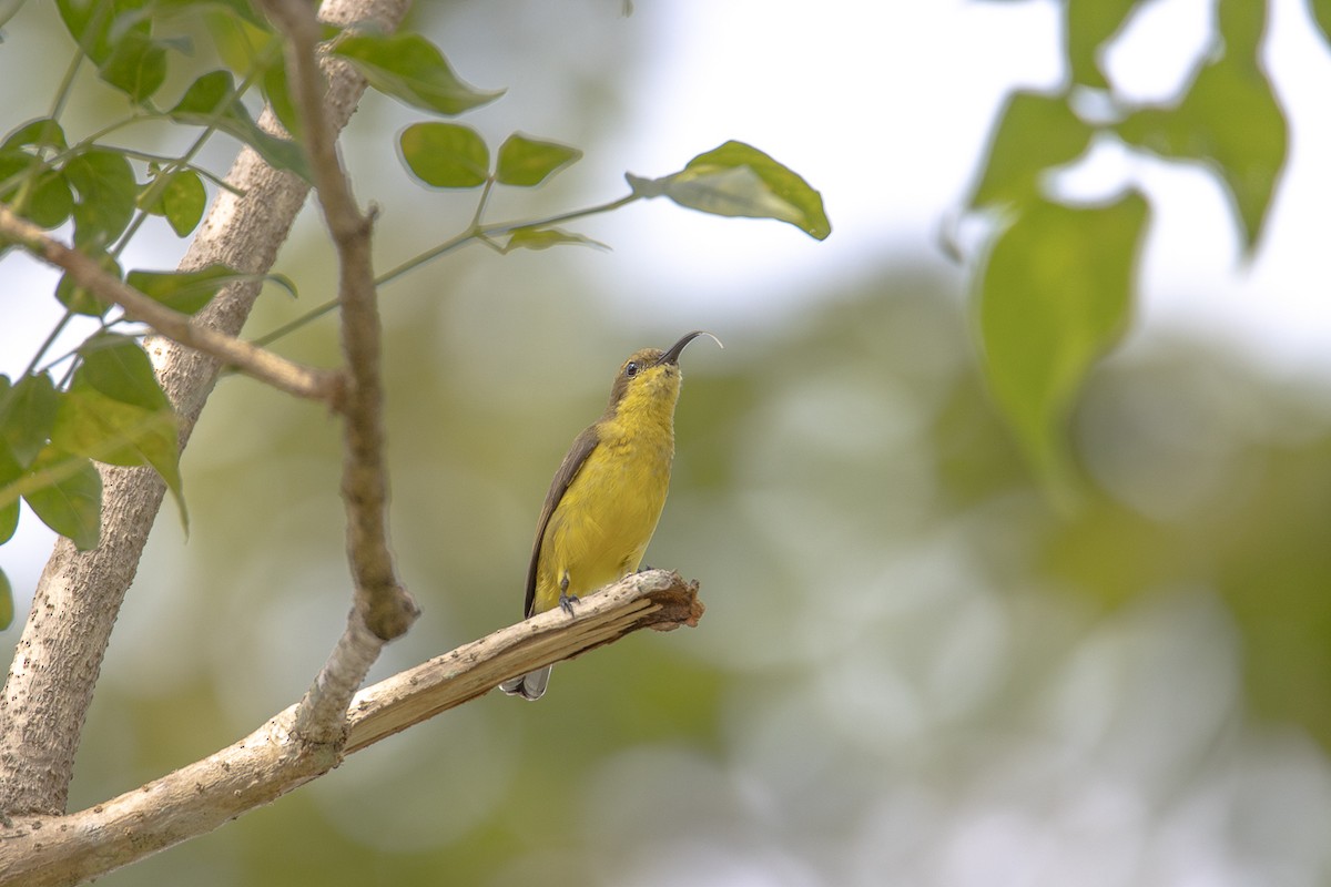 strdimil zdobený - ML644192398