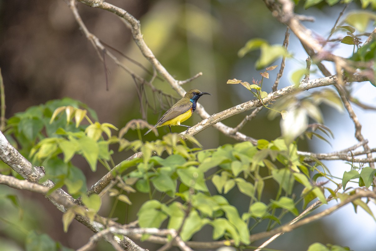 strdimil zdobený - ML644192399