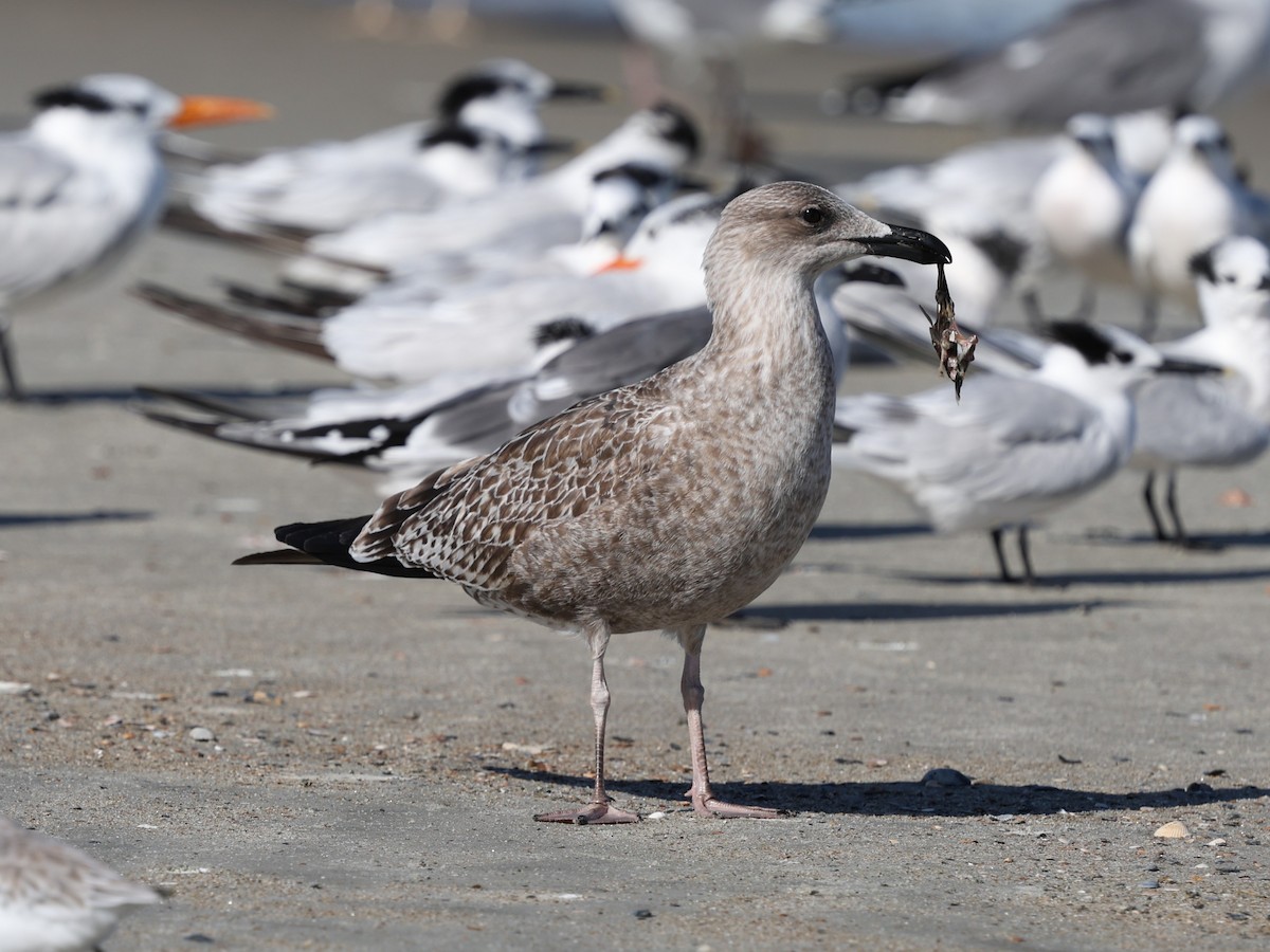 Lesser Black-backed Gull - ML644192400
