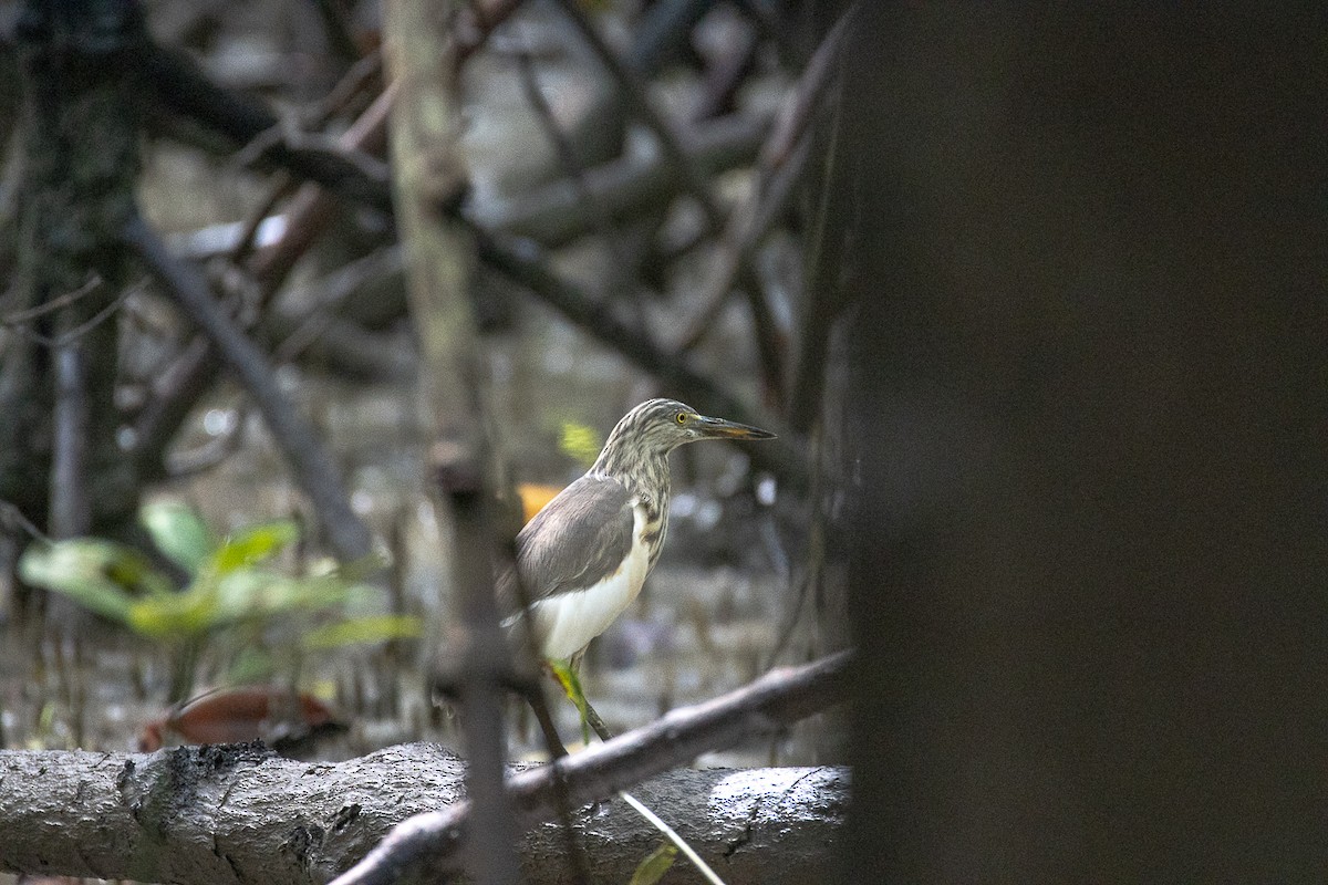 Ardeola sp. - ML644192405