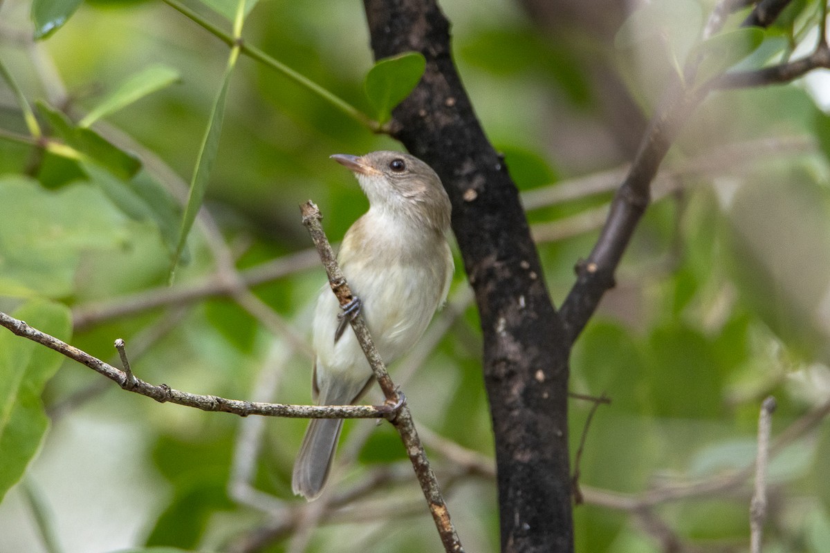 Mangrove Whistler - ML644192414