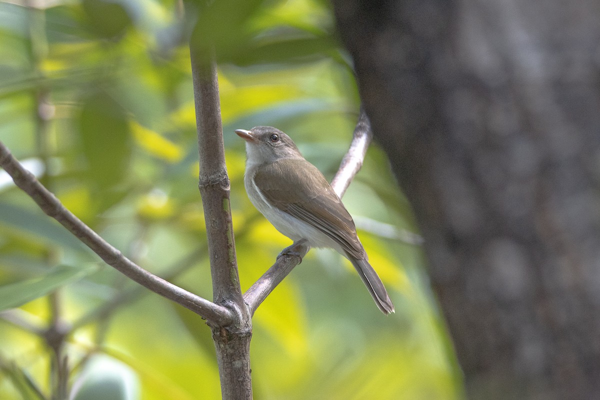 Mangrove Whistler - ML644192415