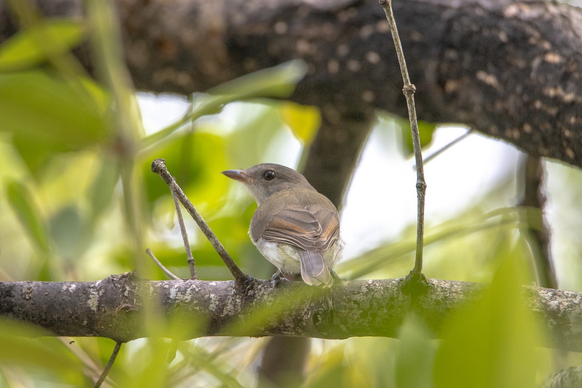 Mangrove Whistler - ML644192416