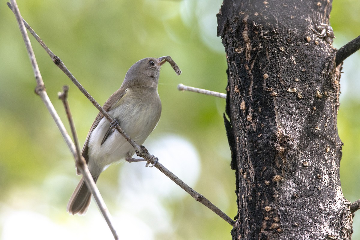 Mangrove Whistler - ML644192417