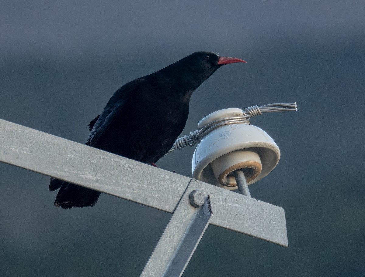 ベニハシガラス - ML644192421