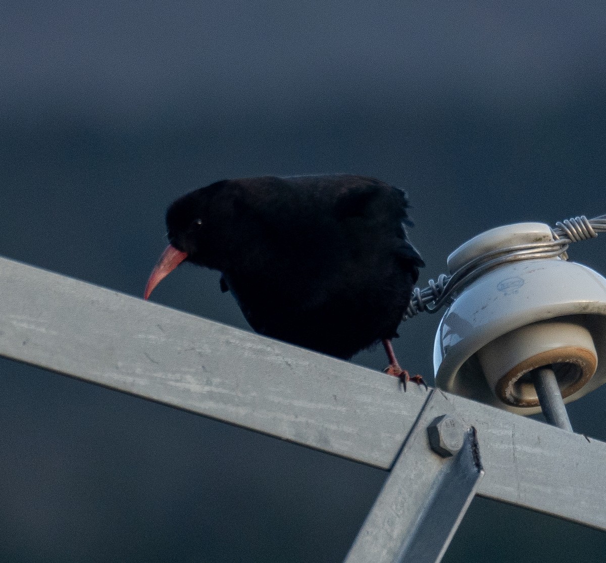 ベニハシガラス - ML644192422