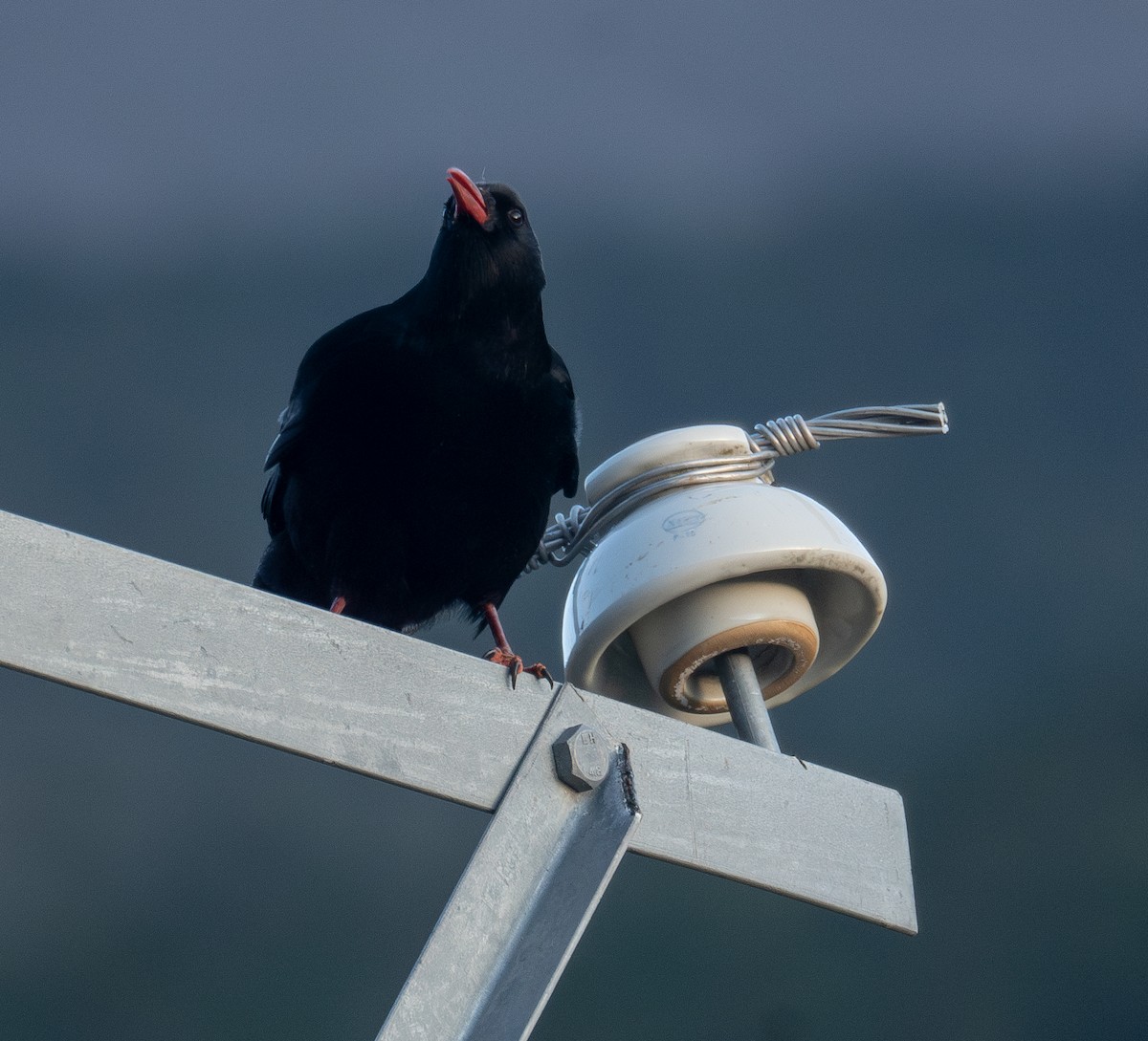 ベニハシガラス - ML644192423