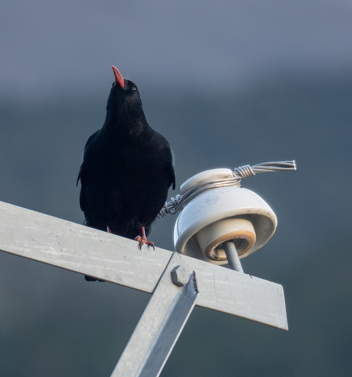 ベニハシガラス - ML644192424