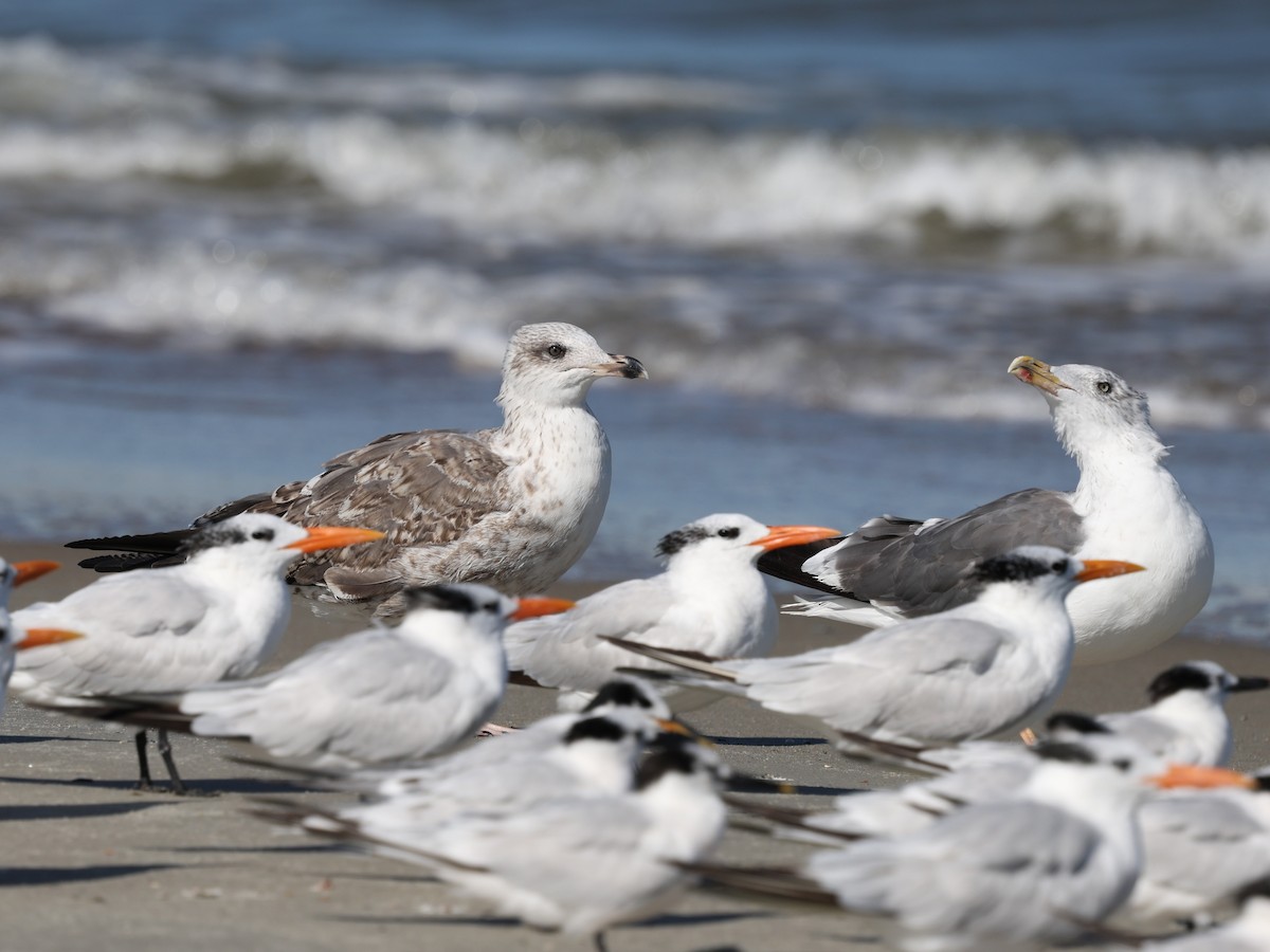 Lesser Black-backed Gull - ML644192425