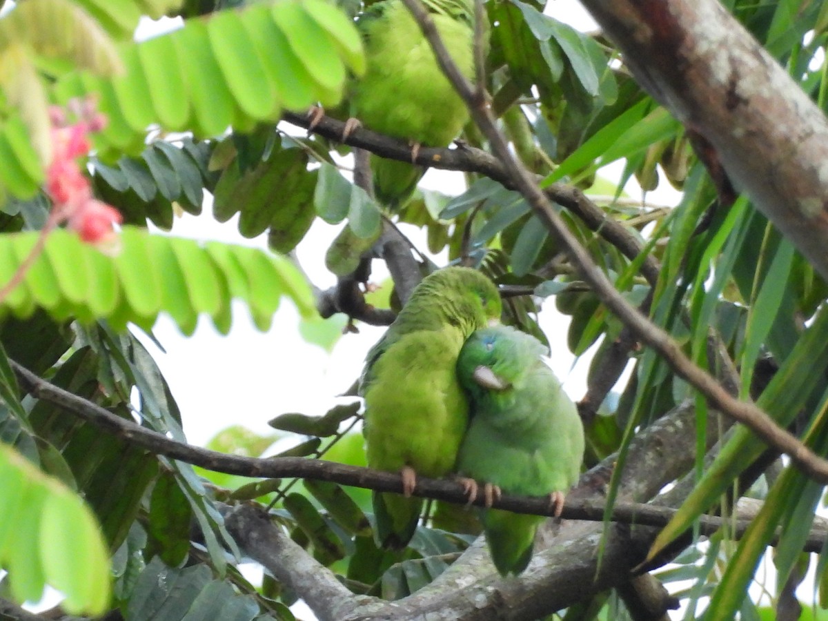 Spectacled Parrotlet - ML644192426