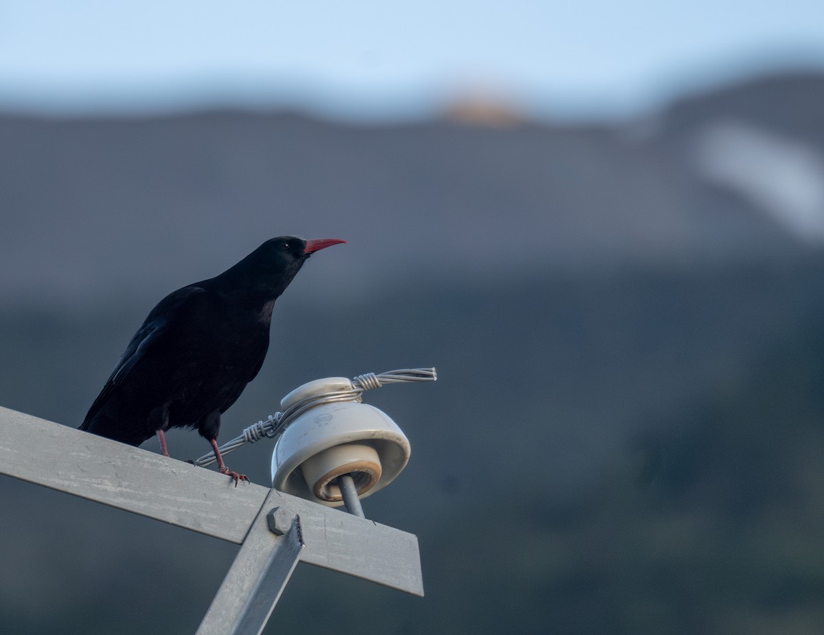 ベニハシガラス - ML644192430