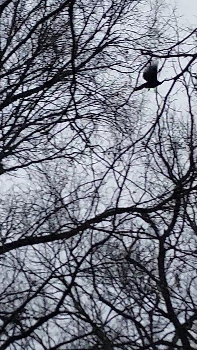 kalkun - ML644192431