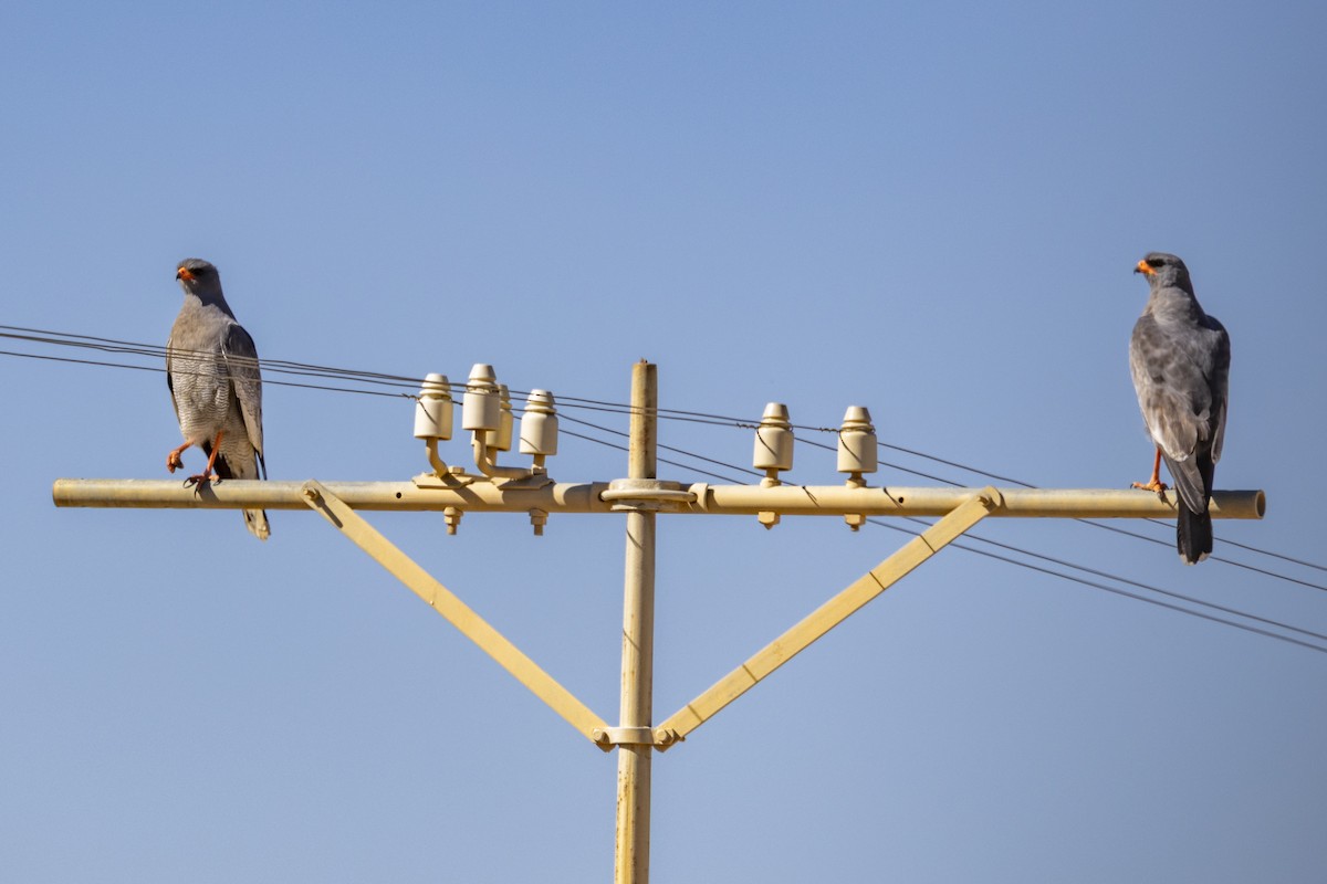 コシジロウタオオタカ - ML644192433