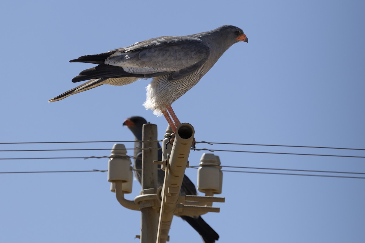 コシジロウタオオタカ - ML644192434