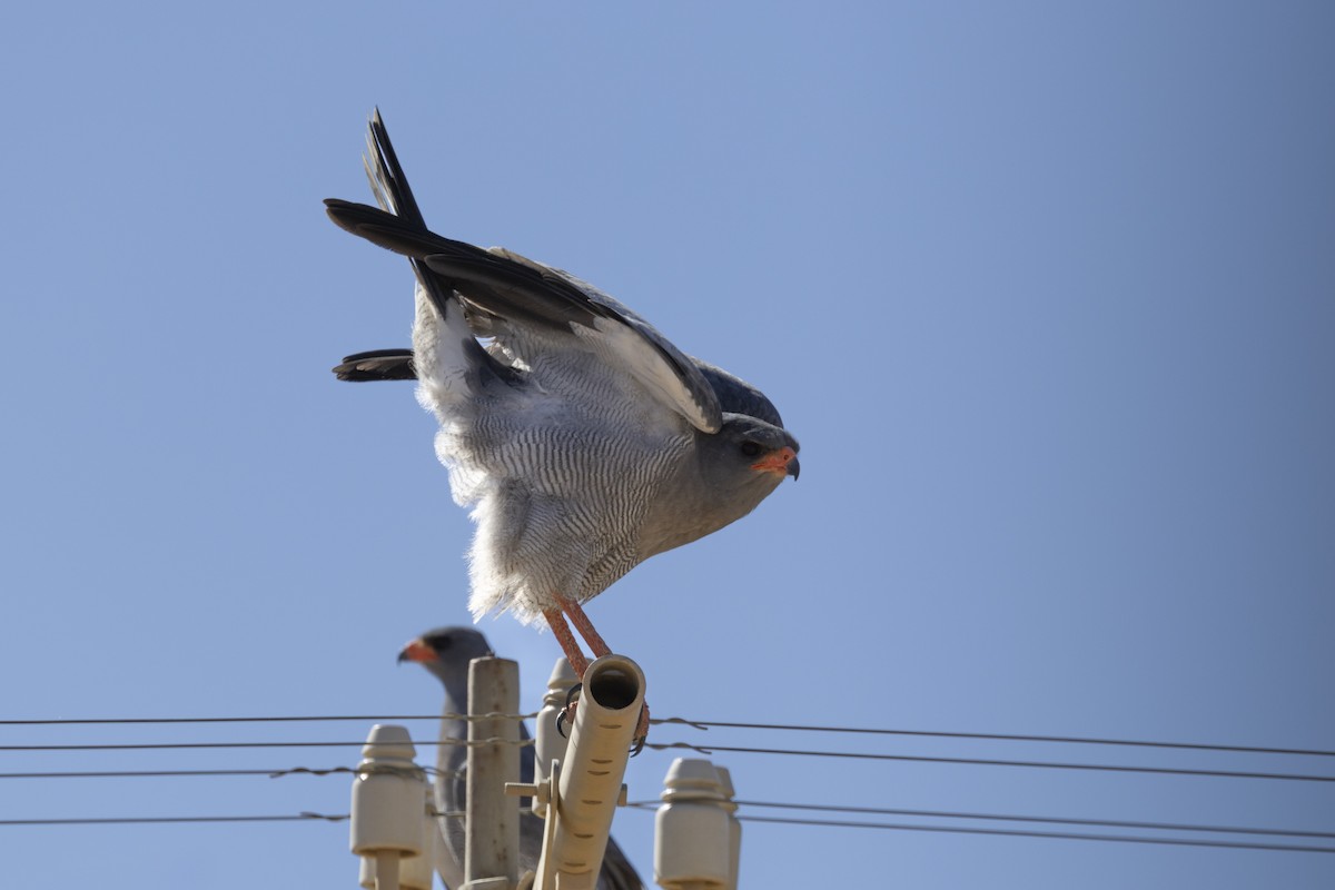 コシジロウタオオタカ - ML644192436