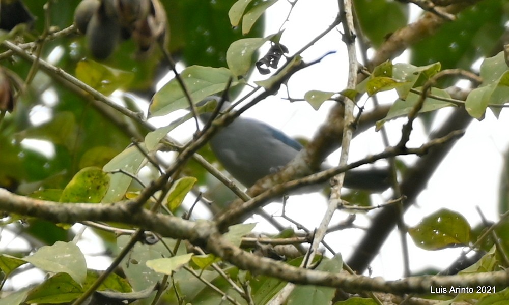 Blue-gray Tanager - ML644192438