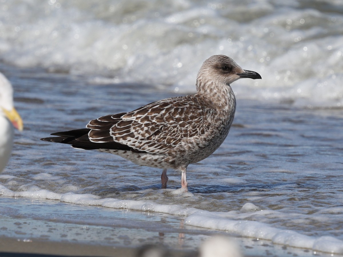 Lesser Black-backed Gull - ML644192443