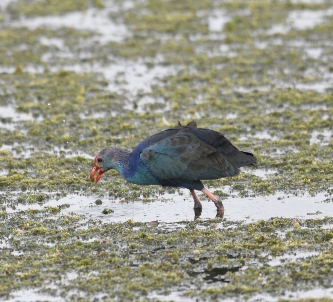 Calamón Cabecigrís - ML644192446