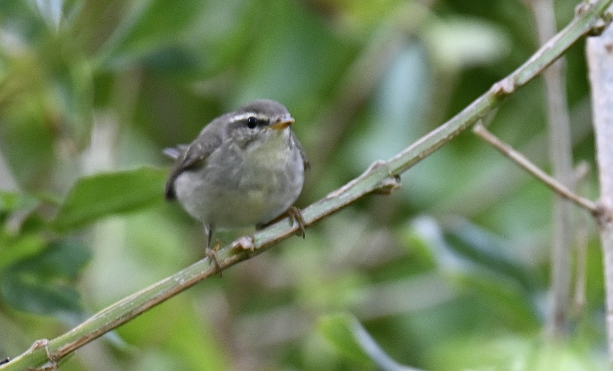 Умардын дууч шувуу - ML644192460