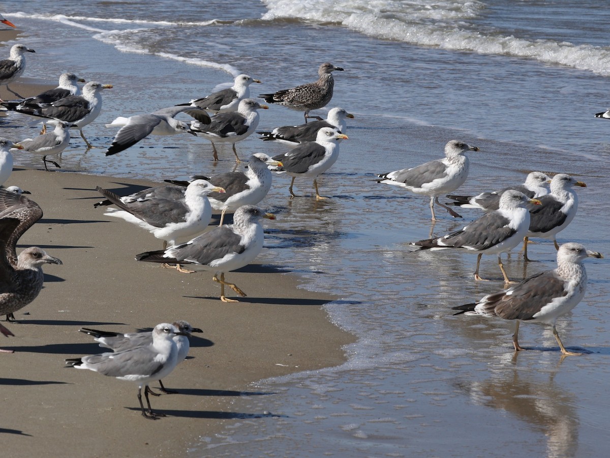 Lesser Black-backed Gull - ML644192462
