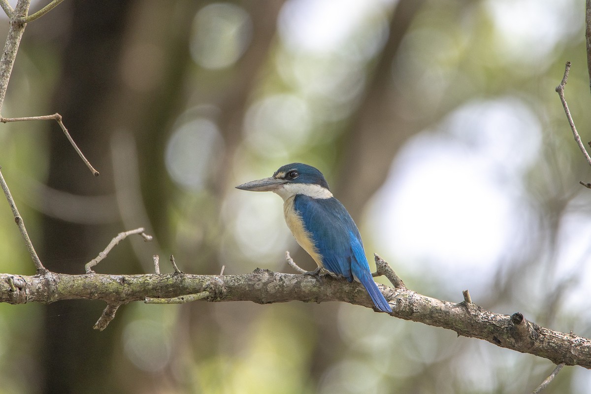 ledňáček obojkový - ML644192463