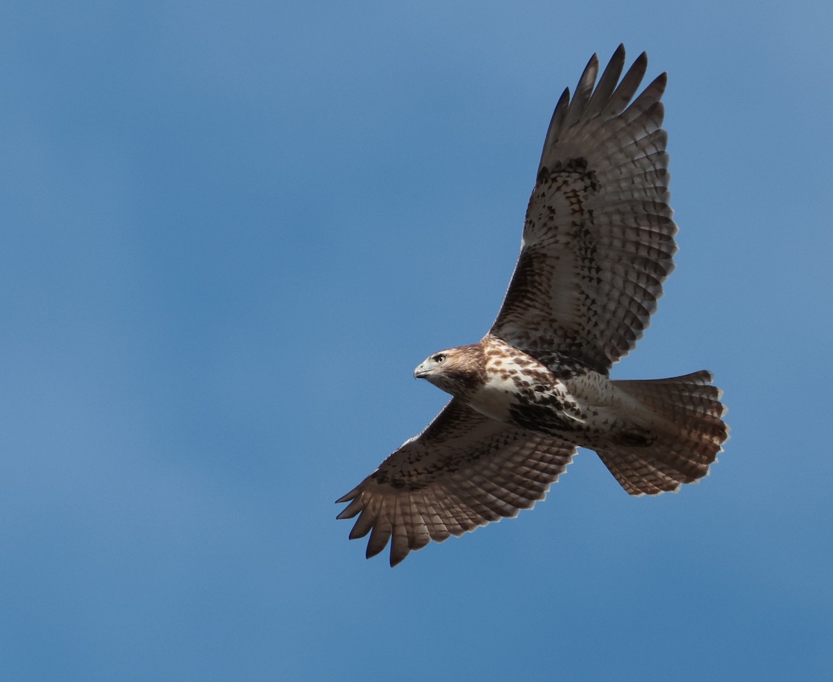 Red-tailed Hawk - ML644192467