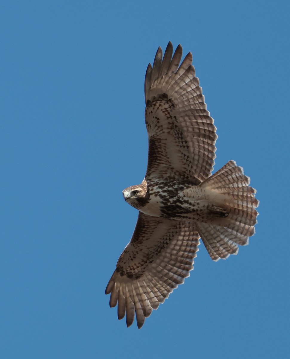 Red-tailed Hawk - ML644192468