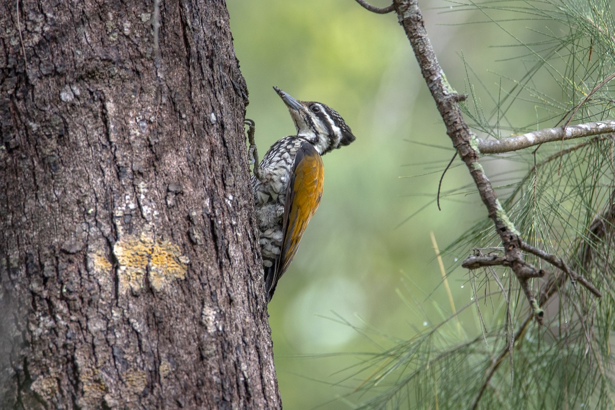 Common Flameback - ML644192477
