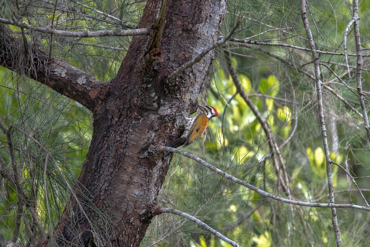 Common Flameback - ML644192478