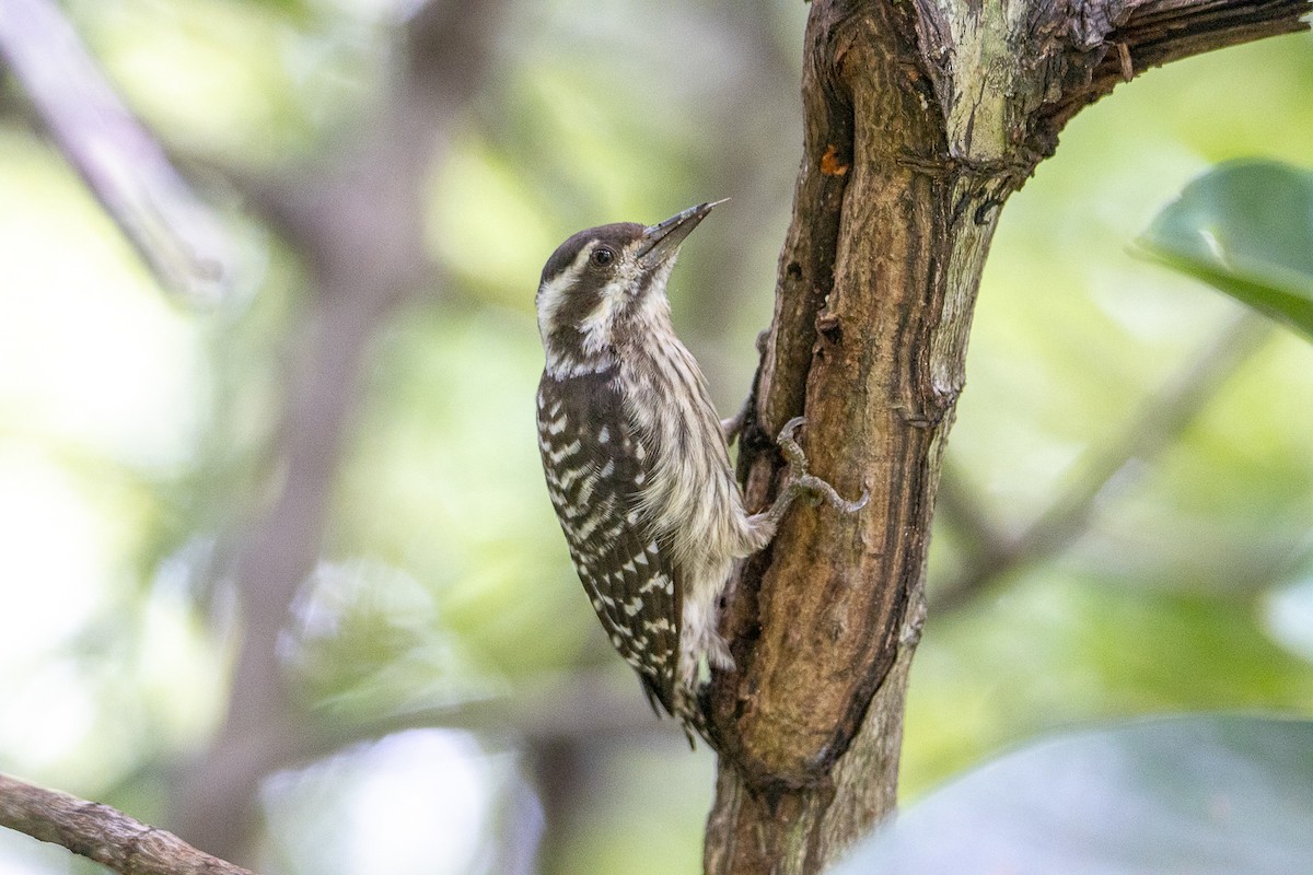 strakapoud sundský - ML644192483