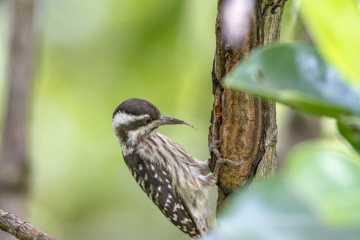 strakapoud sundský - ML644192484