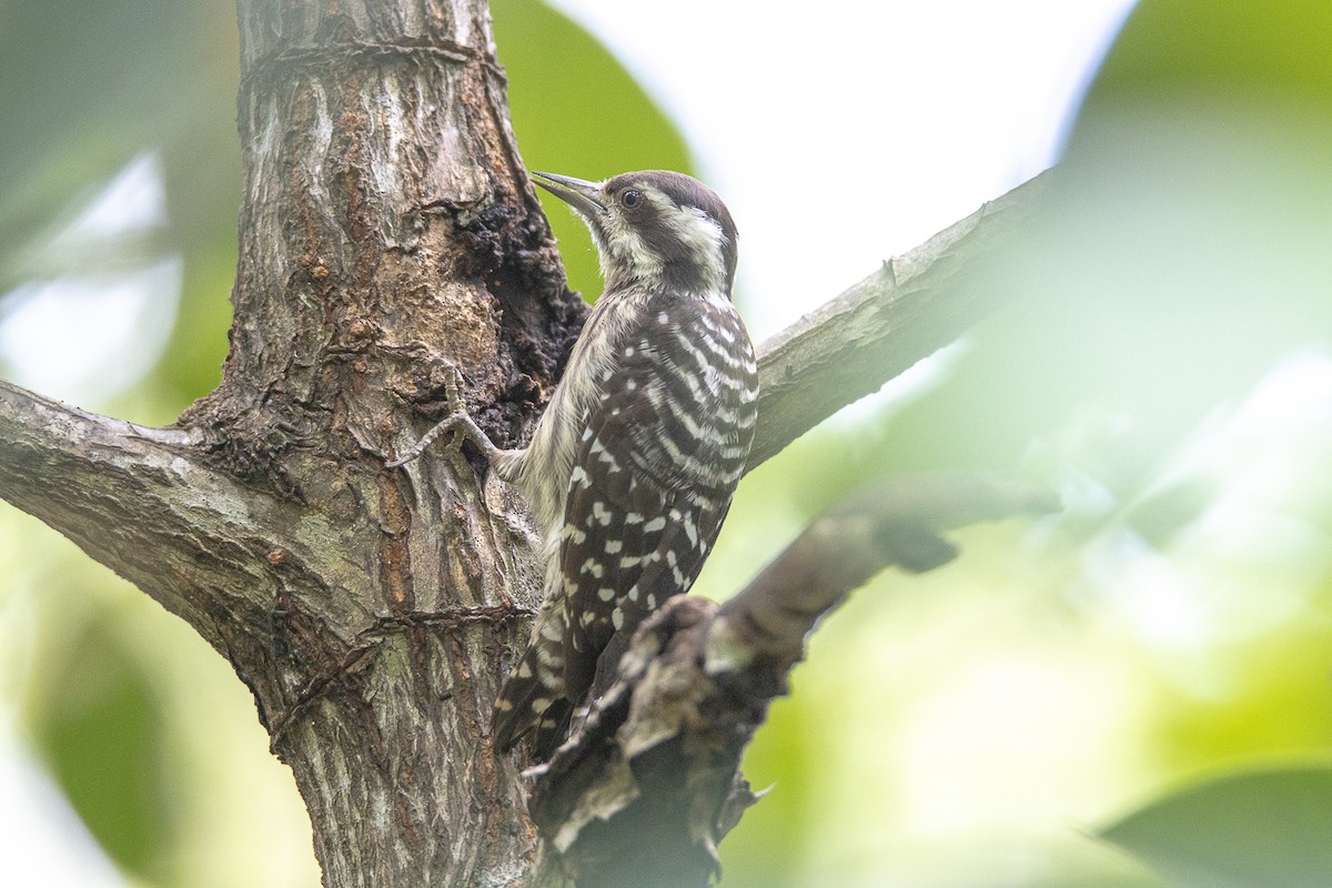 strakapoud sundský - ML644192485