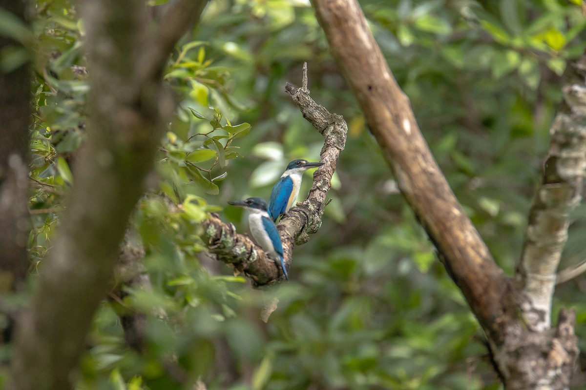 ledňáček obojkový - ML644192493