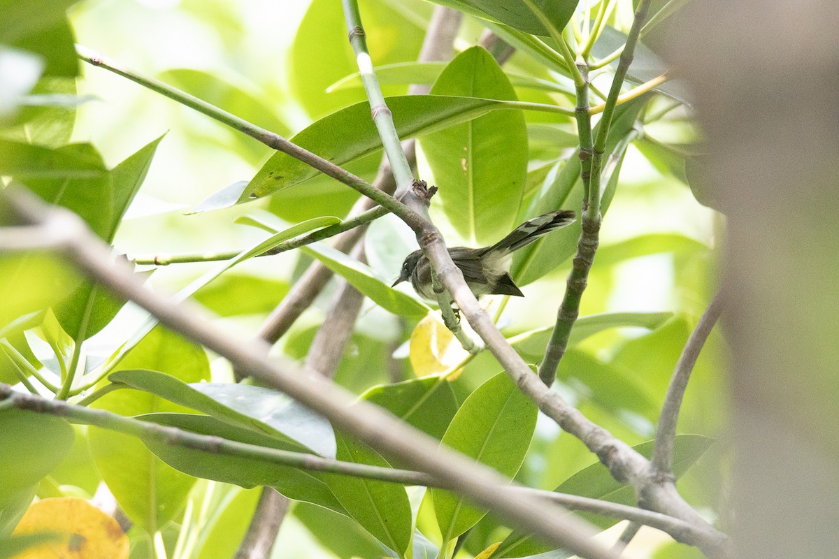 Malaysian Pied-Fantail - ML644192497